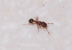 Tetramorium lanuginosum