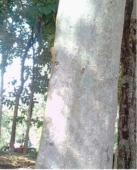 Calotes versicolor