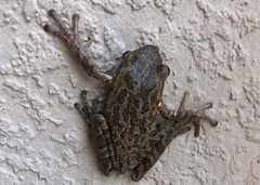 Osteopilus septentrionalis