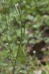 Cardamine tenera