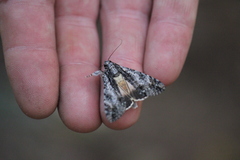 Sphingomorpha chlorea