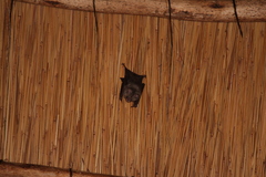 Hipposideros caffer
