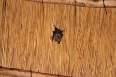Hipposideros caffer