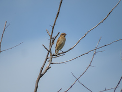 Saxicola rubetra
