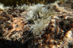 Corallinophycidae