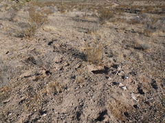 Ammospermophilus leucurus