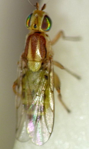 Meromyza saltatrix · iNaturalist