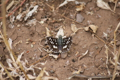 Spialia ferax