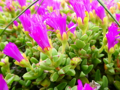 Drosanthemum quadratum