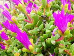 Drosanthemum quadratum