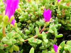 Drosanthemum quadratum