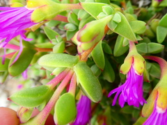 Drosanthemum quadratum