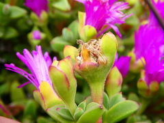 Drosanthemum quadratum