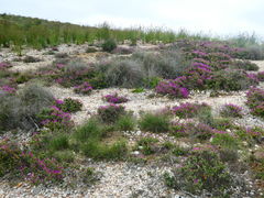 Drosanthemum quadratum