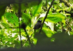 Ochthoeca cinnamomeiventris