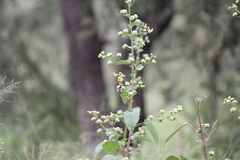 Coeliades forestan forestan