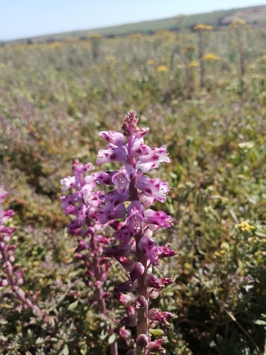 Lachenalia pallida
