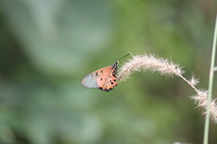 Acraea neobule neobule