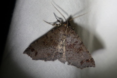 Lithilaria proestans