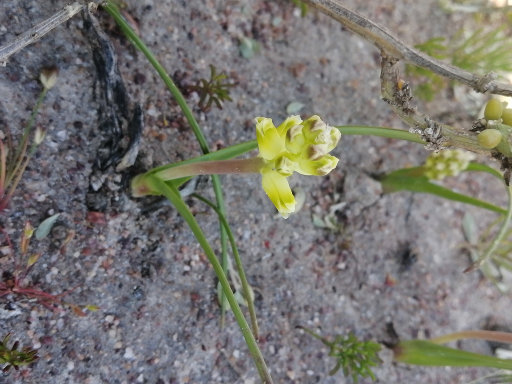 Lachenalia mathewsii, West Coast Peninsula, South Africa