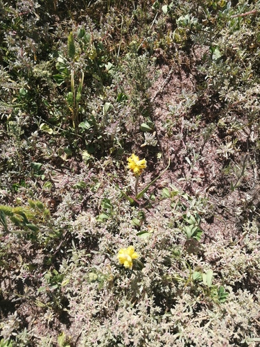 Lachenalia mathewsii