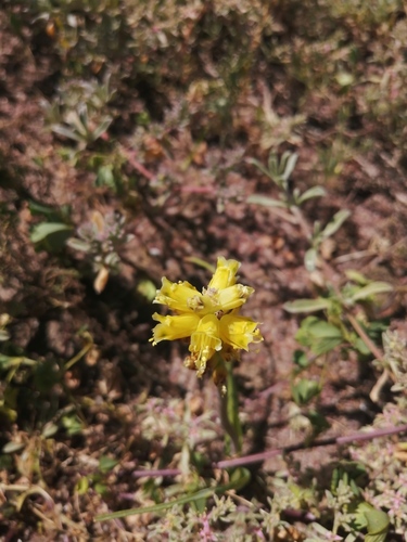 Lachenalia mathewsii