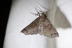 Lithilaria proestans