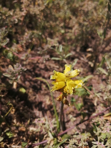 Lachenalia mathewsii