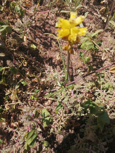 Lachenalia mathewsii