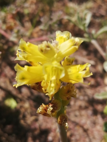 Lachenalia mathewsii