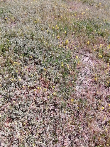 Lachenalia mathewsii