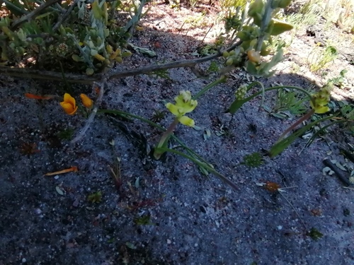 Lachenalia mathewsii