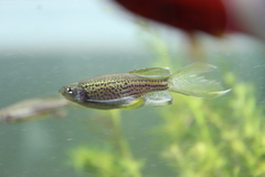 Zebra Danio photo 2