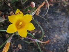 Romulea saldanhensis