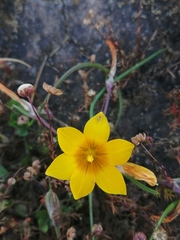 Romulea saldanhensis