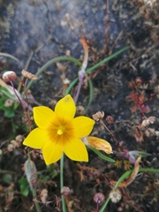 Romulea saldanhensis