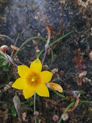 Romulea saldanhensis