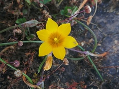 Romulea saldanhensis