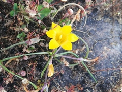 Romulea saldanhensis