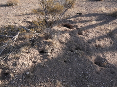 Ammospermophilus leucurus