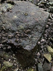 Semibalanus cariosus