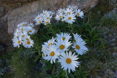Dolichoglottis scorzoneroides