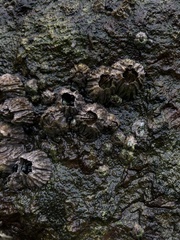 Semibalanus cariosus