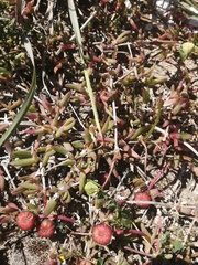 Cephalophyllum rostellum