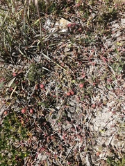 Cephalophyllum rostellum