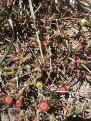 Cephalophyllum rostellum