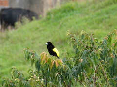 Ramphocelus flammigerus icteronotus