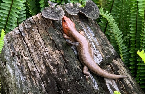 Broadhead Skink, Plestiodon laticeps