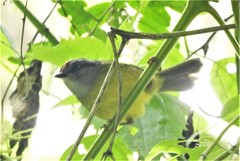 Myiothlypis coronata