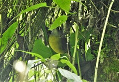Myiothlypis coronata